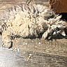 cat, fluffy, gray_cat, lying_down, wooden_floor, indoor, pet, feline, curious, relaxed, sunlight, animal, cute, fur, whiskers, claws, home, floor, resting, looking