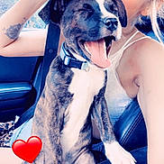Dozer is registered to the contest to win money with this photo: dog, puppy, woman, car, seatbelt, smiling, happy, pet, animal, inside, window, nature, tattoo, collar, holding, seat, casual, cute, love, heart_emoji