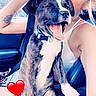 dog, puppy, woman, car, seatbelt, smiling, happy, pet, animal, inside, window, nature, tattoo, collar, holding, seat, casual, cute, love, heart_emoji