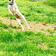 Poe is registered to the contest to win money with this photo: dog, grass, outdoor, leaping, chain, fence, yard, pet, playful, nature, animal, collar, greenery, spring, active, canine, fun, daylight, fur, jump