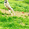 dog, grass, outdoor, leaping, chain, fence, yard, pet, playful, nature, animal, collar, greenery, spring, active, canine, fun, daylight, fur, jump