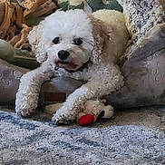 Malachi is registered to the contest to win money with this photo: dog, white_dog, plush_toy, dog_bed, carpet, paw_prints, indoor, pet, cute, fluffy, relaxed, cozy, animal, toy, resting, furniture, home, soft, companion, laying_down