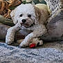 animal, carpet, companion, cozy, cute, dog, dog_bed, fluffy, furniture, home, indoor, laying_down, paw_prints, pet, plush_toy, relaxed, resting, soft, toy, white_dog