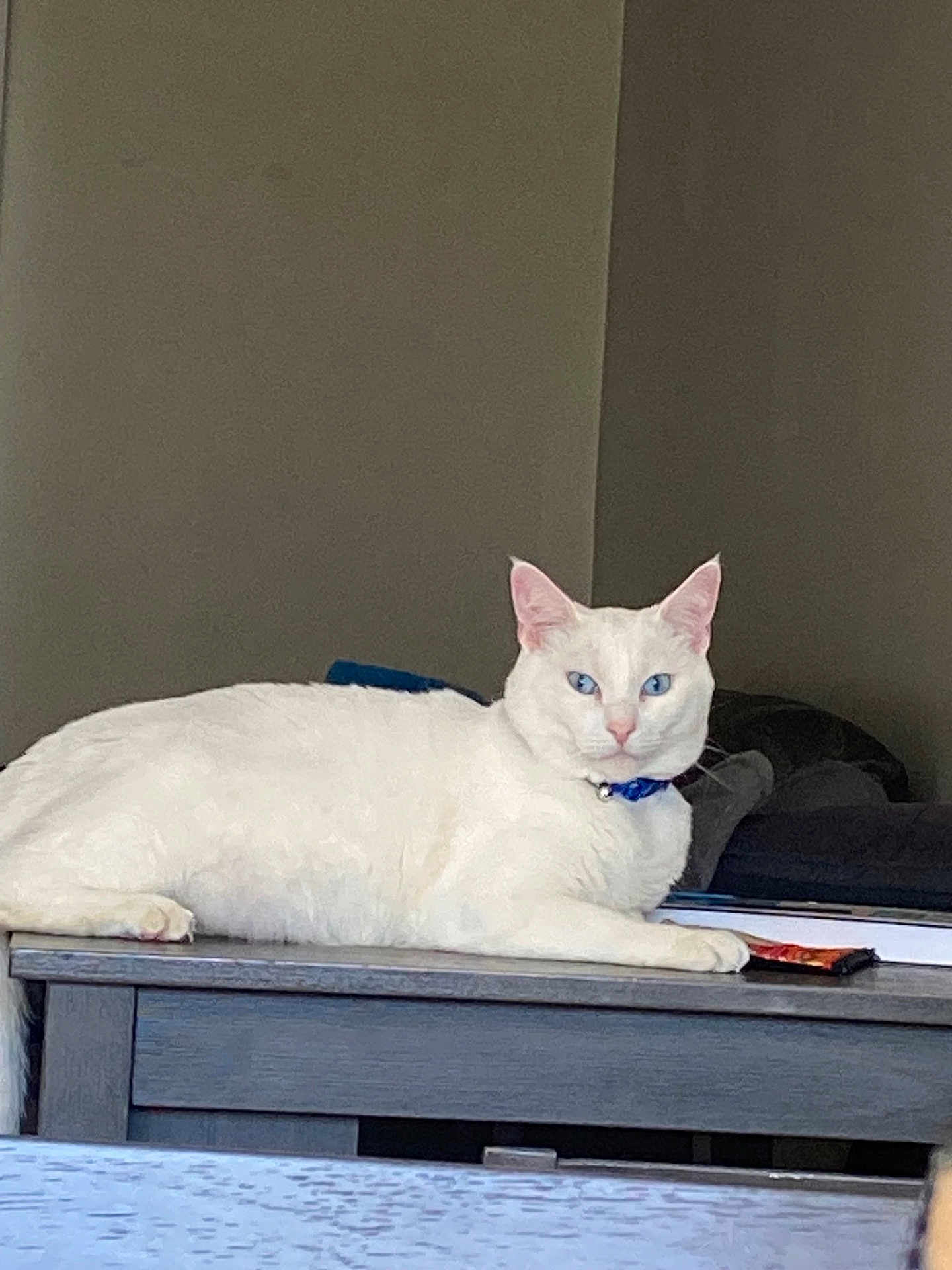 Logan joined the competition — help win amazing prizes! white_cat, blue_eyes, cat, pet, animal, indoor, table, collar, feline, relaxed, resting, domestic_cat, looking_at_camera, wooden_table, household, fur, ears, whiskers, calm, portrait