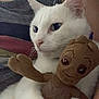 Logan joined the competition — help win amazing prizes! cat, white_cat, plush_toy, groot, stuffed_animal, cuddle, close_up, indoor, pet, animal, cute, soft_toy, fur, whiskers, relaxed, toy, companion, feline, adorable, snuggle