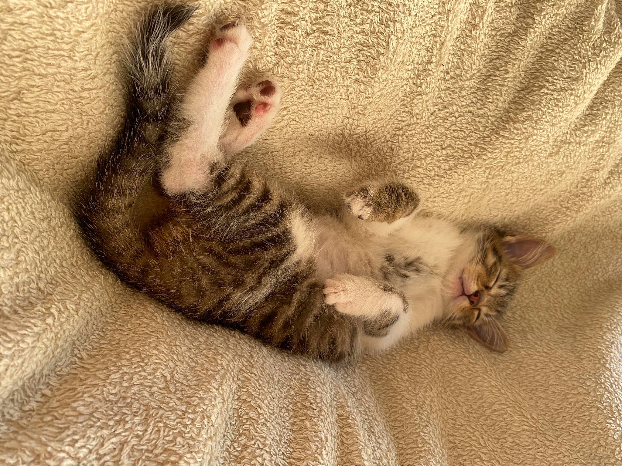 Rillette participe au concours pour gagner de l'argent avec cette photo : bed, carnivore, cat, claw, comfort, couch, domestic_short_haired_cat, ear, fawn, felidae, fur, grey, leg, nap, paw, small_to_medium_sized_cats, snout, tail, whiskers, wildlife