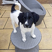 Obi joined the competition — help win amazing prizes! puppy, dog, black_and_white, outdoor, wicker_furniture, patio, stool, tail, curled_tail, fur, cute, pet, animal, young_dog, background, door, brick_wall, pavement, looking_up, four_legs