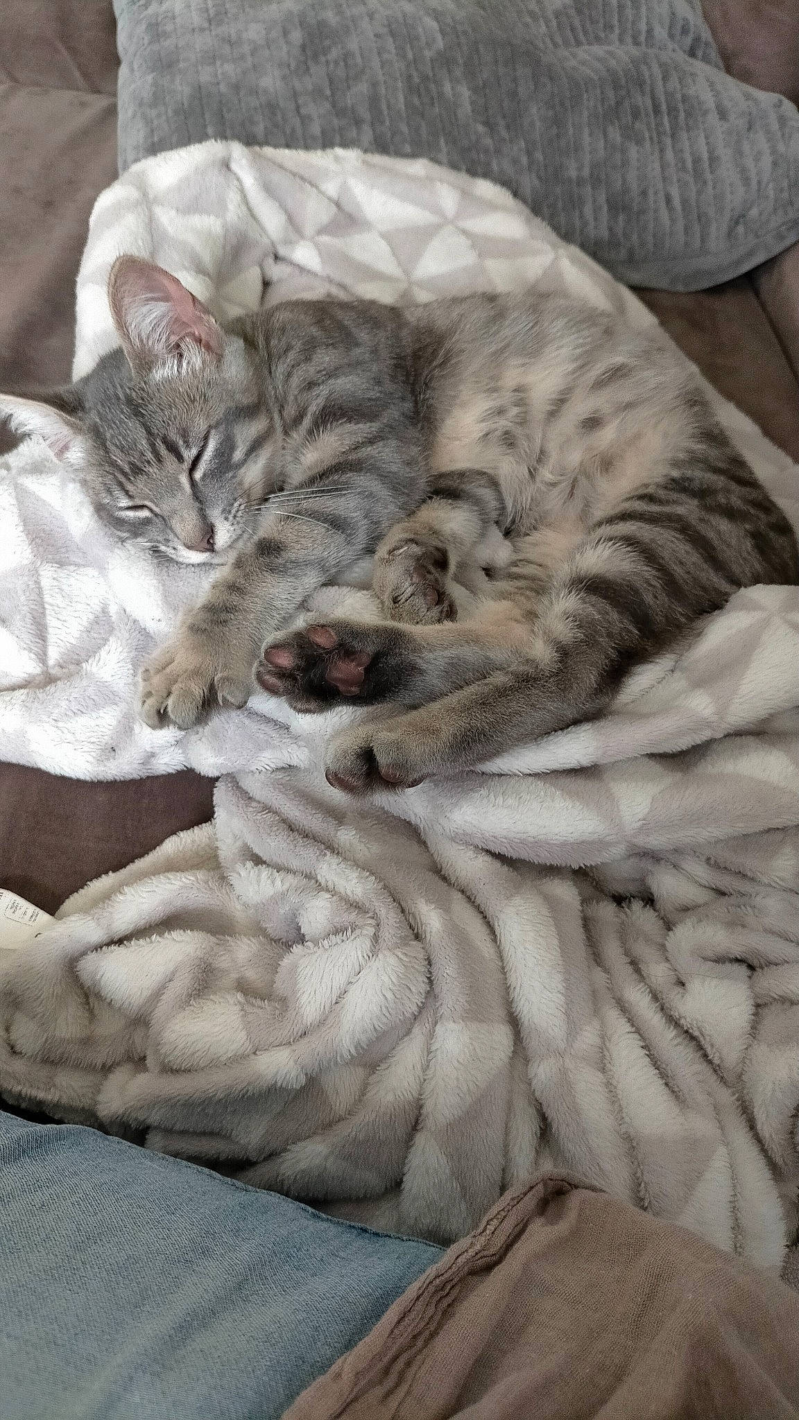 Twixie participe au concours pour gagner de l'argent avec cette photo : bed_sheet, carnivore, cat, cat_bed, claw, comfort, domestic_short_haired_cat, fawn, felidae, fur, grey, linens, nap, pattern, paw, sleep, small_to_medium_sized_cats, tail, terrestrial_animal, whiskers