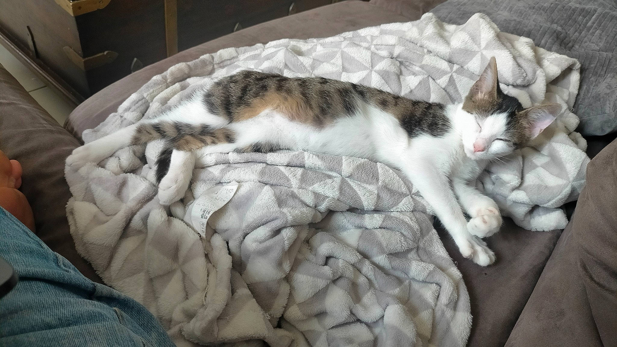 Twixie a rejoint le concours — aidez-le/la à gagner de superbes lots ! canidae, carnivore, cat, claw, comfort, dog_breed, domestic_short_haired_cat, duvet, fawn, felidae, fur, linens, nap, paw, sleep, small_to_medium_sized_cats, snout, tail, terrestrial_animal, whiskers