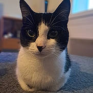 Pacco a rejoint le concours — aidez-le/la à gagner de superbes lots ! cat, black_and_white, indoor, pet, animal, feline, closeup, portrait, sitting, fur, whiskers, eyes, window, blurred_background, cozy, texture, calm, domestic, cute, soft_light