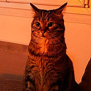 Guess a rejoint le concours — aidez-le/la à gagner de superbes lots ! cat, tabby, indoor, pet, animal, feline, whiskers, ears, window, curious, orange_light, sitting, fur, domestic_cat, portrait, face, alert, cute, companion, cozy