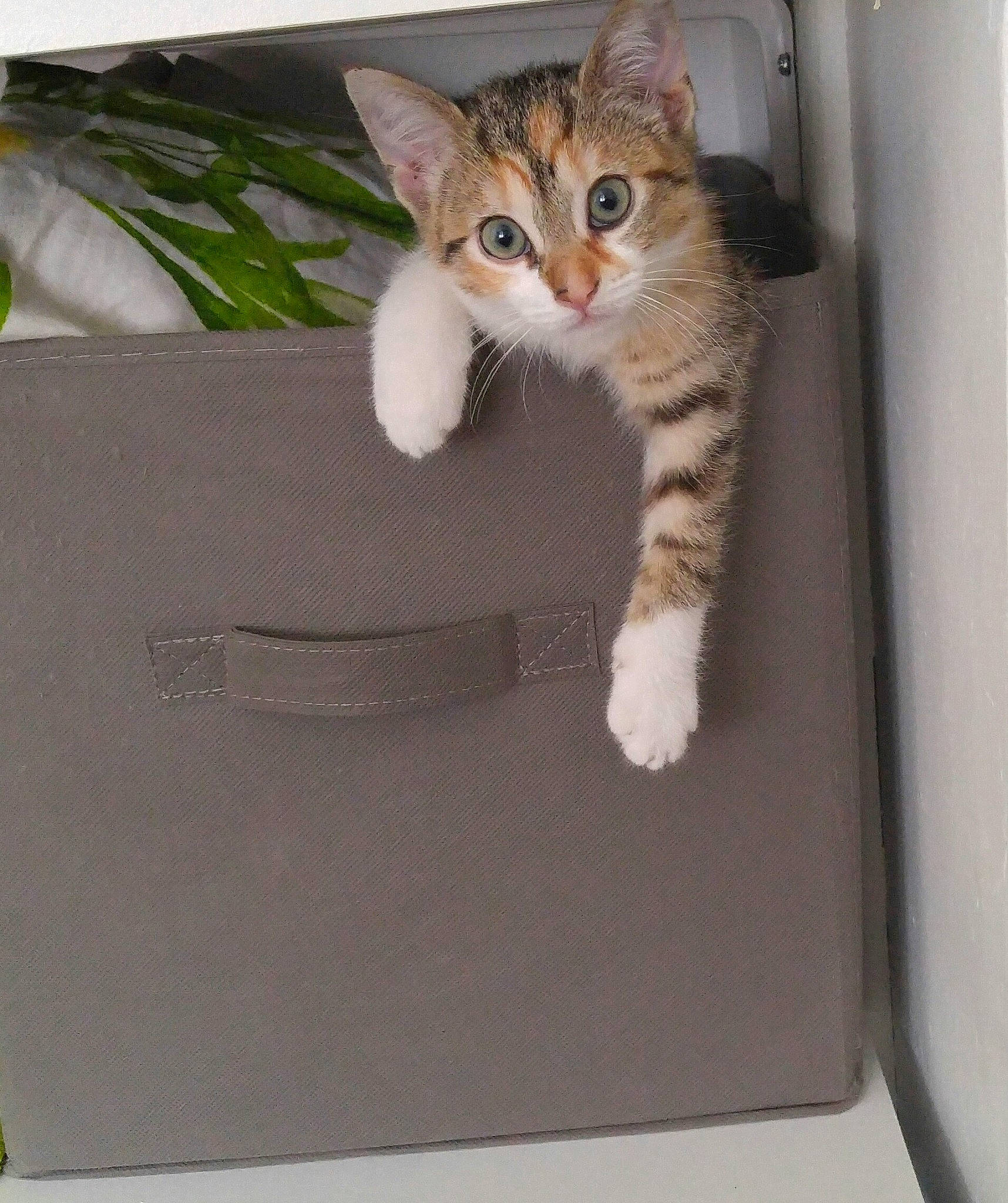 Bulma a rejoint le concours — aidez-le/la à gagner de superbes lots ! box, cardboard, carnivore, cat, claw, comfort, domestic_short_haired_cat, fawn, felidae, fur, paw, plant, rectangle, small_to_medium_sized_cats, snout, tail, whiskers