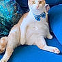 cat, orange_and_white, bow_tie, blue_couch, cushion, indoor, pet, feline, sitting, relaxed, cute, whiskers, pink_nose, curious_eyes, fur, animal, domestic_cat, portrait, cozy, household