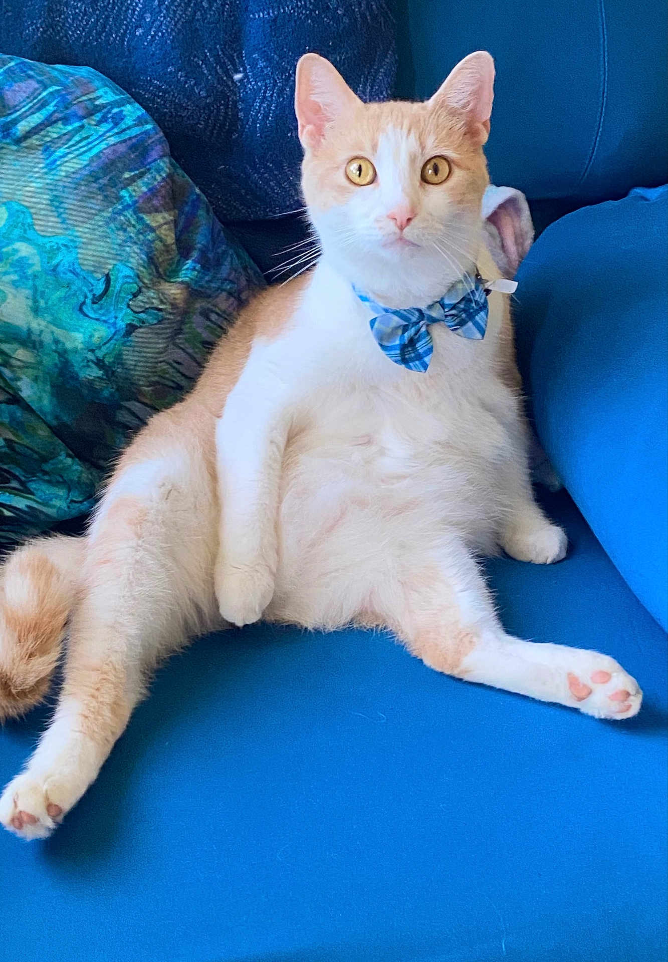 Burrito is registered to the contest to win money with this photo: cat, orange_and_white, bow_tie, blue_couch, cushion, indoor, pet, feline, sitting, relaxed, cute, whiskers, pink_nose, curious_eyes, fur, animal, domestic_cat, portrait, cozy, household