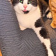 Grizouille participe au concours pour gagner de l'argent avec cette photo : cat, cats, tuxedo_cat, orange_cat, pet, animal, feline, green_eyes, pink_nose, whiskers, sitting, lounging, paw, fur, chair, indoor, home, portrait, close_up, funny