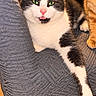 cat, cats, tuxedo_cat, orange_cat, pet, animal, feline, green_eyes, pink_nose, whiskers, sitting, lounging, paw, fur, chair, indoor, home, portrait, close_up, funny