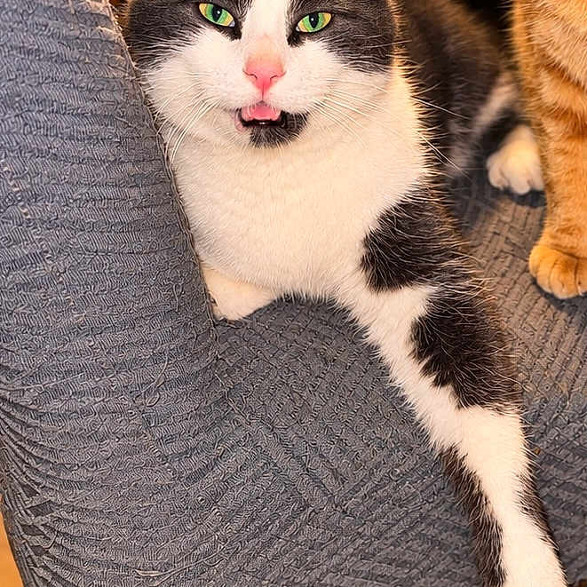 Grizouille participe au concours pour gagner de l'argent avec cette photo : cat, cats, tuxedo_cat, orange_cat, pet, animal, feline, green_eyes, pink_nose, whiskers, sitting, lounging, paw, fur, chair, indoor, home, portrait, close_up, funny