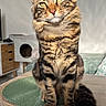 animal, cat, cat_house, closeup, curious, domestic_animal, ears, floor, furniture, indoor, light, pet, shadow, sitting, striped_fur, tabby_cat, table, tail, whiskers, wooden_table