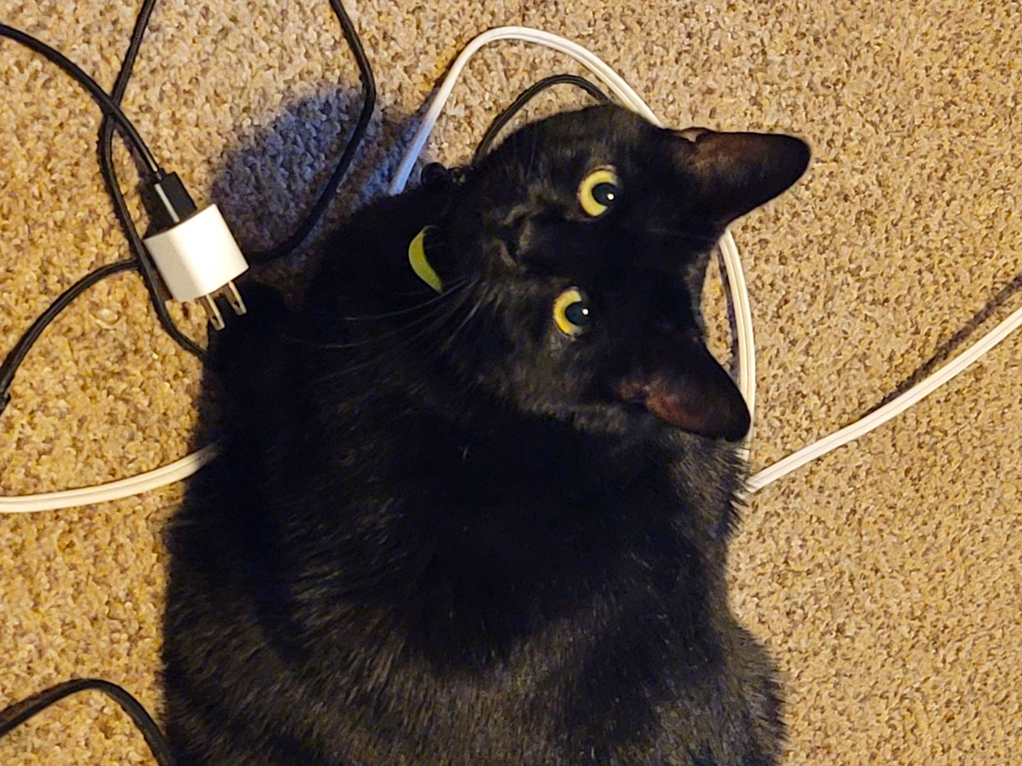 Kitten joined the competition — help win amazing prizes! beige, black_cat, bombay, cable, carnivore, cat, electronics_accessory, felidae, fur, shadow, small_to_medium_sized_cats, snout, terrestrial_animal, vertebrate, whiskers, wire