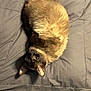 animal, bed, blanket, cat, companion, cozy, curious, cute, domestic_animal, ears, feline, fur, indoor, mammal, paw, pet, resting, siamese_cat, sleeping, whiskers