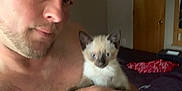 Skyball is registered to the contest to win money with this photo: bedroom, blue_eyes, closeup, door, face, fur, furniture, hand, holding, indoor, kitten, man, person, pet, piercing, portrait, shelf, shirtless, siamese_cat, tattoo