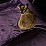 Skyball is registered to the contest to win money with this photo: animal, blanket, cat, comfort, cozy, curled_up, domestic_cat, evening_light, feline, fur, home, indoor, leather_couch, looking, pet, purple_blanket, relaxation, resting, side_view, soft_texture
