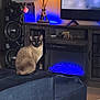 animal, bear_figurine, blue_light, blue_ottoman, carpet, cat, cozy, decor, electronics, fireplace, furniture, home, indoor, lamp, living_room, ottoman, pet, siamese_cat, television, wooden_furniture