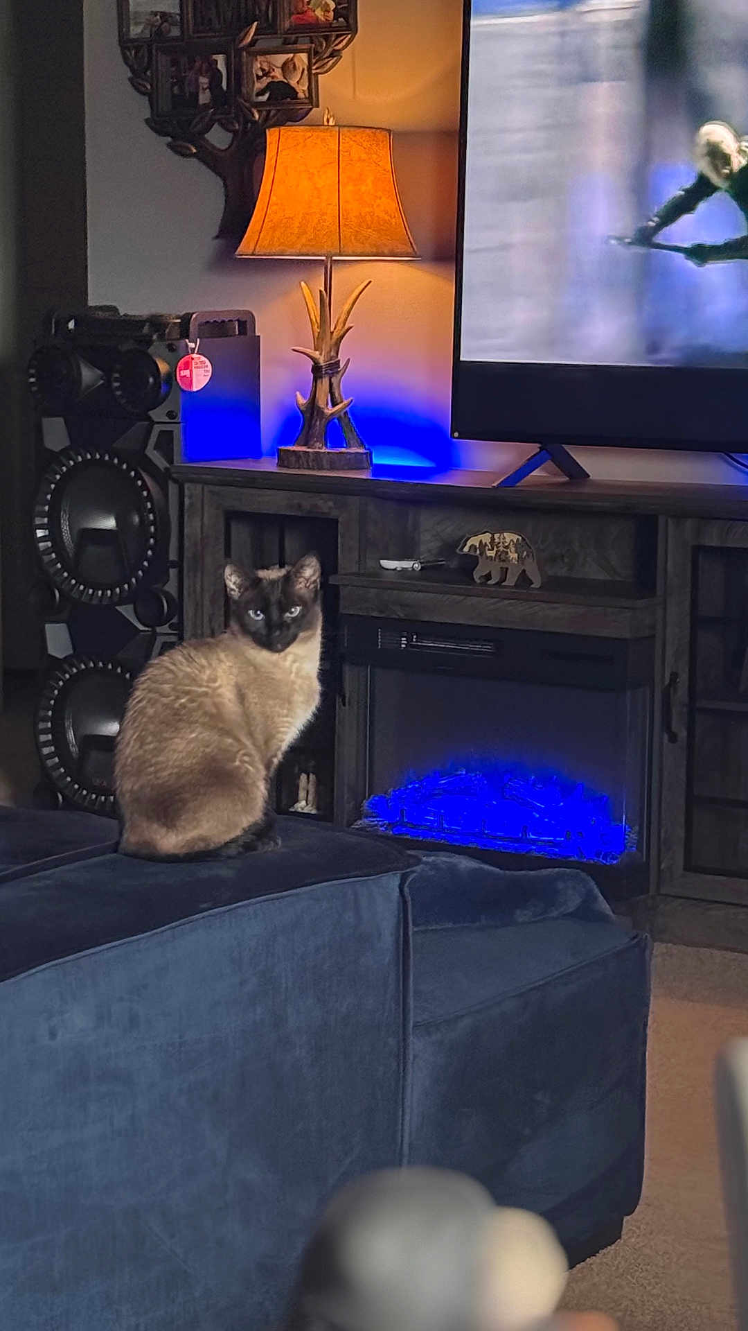 Skyball is registered to the contest to win money with this photo: animal, bear_figurine, blue_light, blue_ottoman, carpet, cat, cozy, decor, electronics, fireplace, furniture, home, indoor, lamp, living_room, ottoman, pet, siamese_cat, television, wooden_furniture