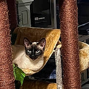 Skyball joined the competition — help win amazing prizes! animal, cat, cat_tree, cord, cozy, cushion, ears, eyes, fireplace, fur, furniture, home, indoor, living_room, pet, relaxing, scratching_post, siamese_cat, television, wooden_table