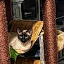 animal, cat, cat_tree, cord, cozy, cushion, ears, eyes, fireplace, fur, furniture, home, indoor, living_room, pet, relaxing, scratching_post, siamese_cat, television, wooden_table