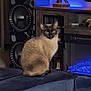 animal, blue, cat, couch, cozy, cute, domestic_animal, fireplace, fur, furniture, home_decor, indoor, lamp, living_room, looking, pet, relaxing, seated, siamese_cat, speaker