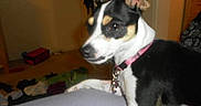 Harleygirl is registered to the contest to win money with this photo: animal, black_and_white, blurred_background, canine, casual, closeup, collar, companion, dog, domestic, ears_up, floor, furniture, household, indoor, living_room, looking_away, pet, resting, young_dog