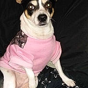 Harleygirl joined the competition — help win amazing prizes! dog, small_dog, pet, sitting, pink_sweater, camouflage_patch, alert, ears, black_and_white, indoor, blanket, patterned_blanket, fur, animal, cute, companion, domestic_animal, canine, portrait, resting