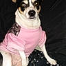 alert, animal, black_and_white, blanket, camouflage_patch, canine, companion, cute, dog, domestic_animal, ears, fur, indoor, patterned_blanket, pet, pink_sweater, portrait, resting, sitting, small_dog