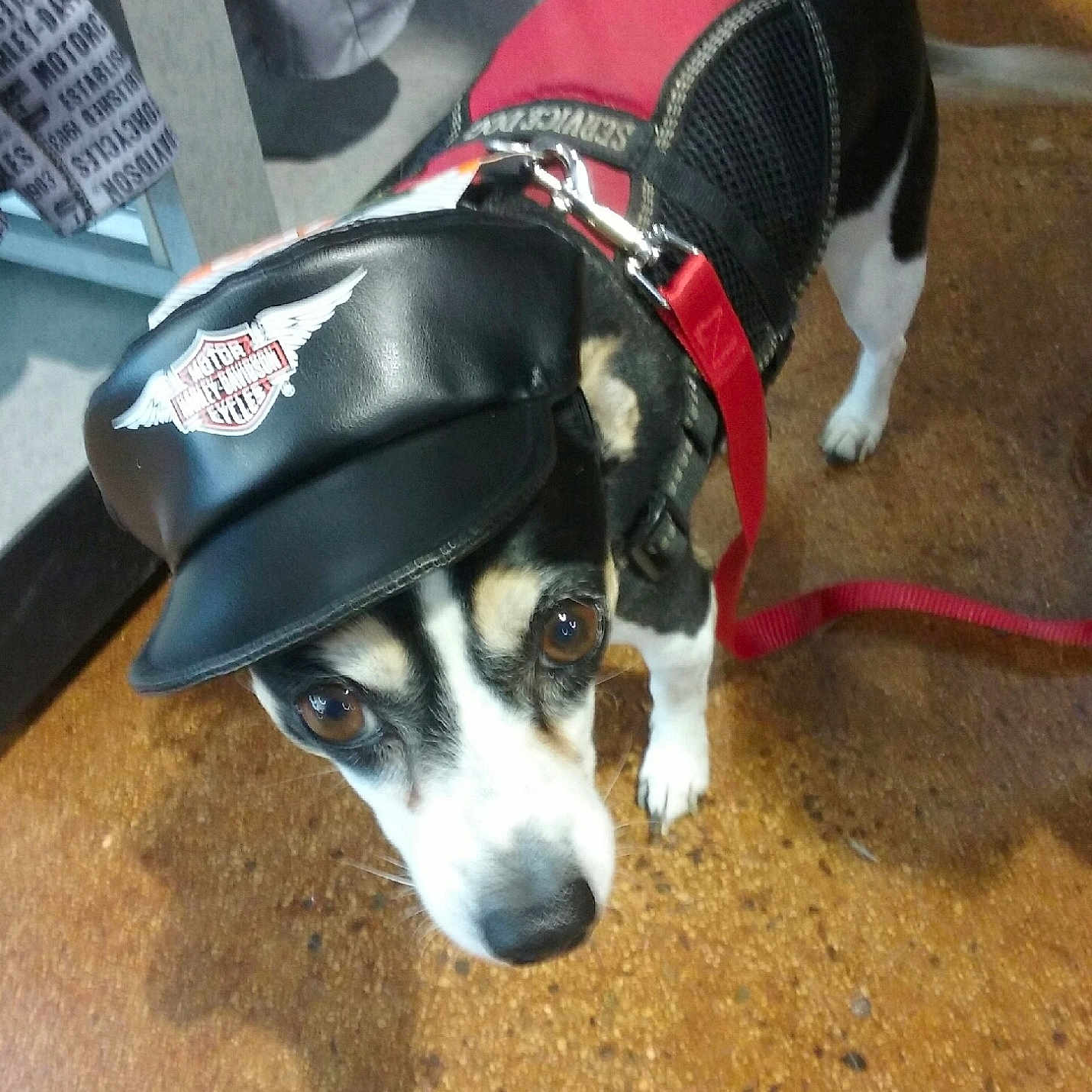 Harleygirl