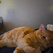 Bigboy is registered to the contest to win money with this photo: animal, bedding, bedroom, cat, close_up, cozy, domestic_animal, ear, fur_texture, ginger_cat, indoor, lazy, lounging, orange_fur, pet, portrait, relaxed, sleepy, tabby, whiskers