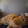 animal, bedding, bedroom, cat, close_up, cozy, domestic_animal, ear, fur_texture, ginger_cat, indoor, lazy, lounging, orange_fur, pet, portrait, relaxed, sleepy, tabby, whiskers