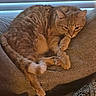 animal, cat, cozy, cushion, cute, domestic_cat, feline, fur, home, indoor, orange_tabby, paw, pet, relaxed, resting, sleepy, tail, texture, whiskers, window_blinds