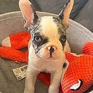 Brahma a rejoint le concours — aidez-le/la à gagner de superbes lots ! french_bulldog, puppy, dog, blue_eyes, ears, basket, plush_toy, orange, gray, pet, cute, animal, indoor, close_up, young, sitting, looking, face, fur, adorable