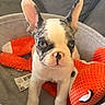french_bulldog, puppy, dog, blue_eyes, ears, basket, plush_toy, orange, gray, pet, cute, animal, indoor, close_up, young, sitting, looking, face, fur, adorable