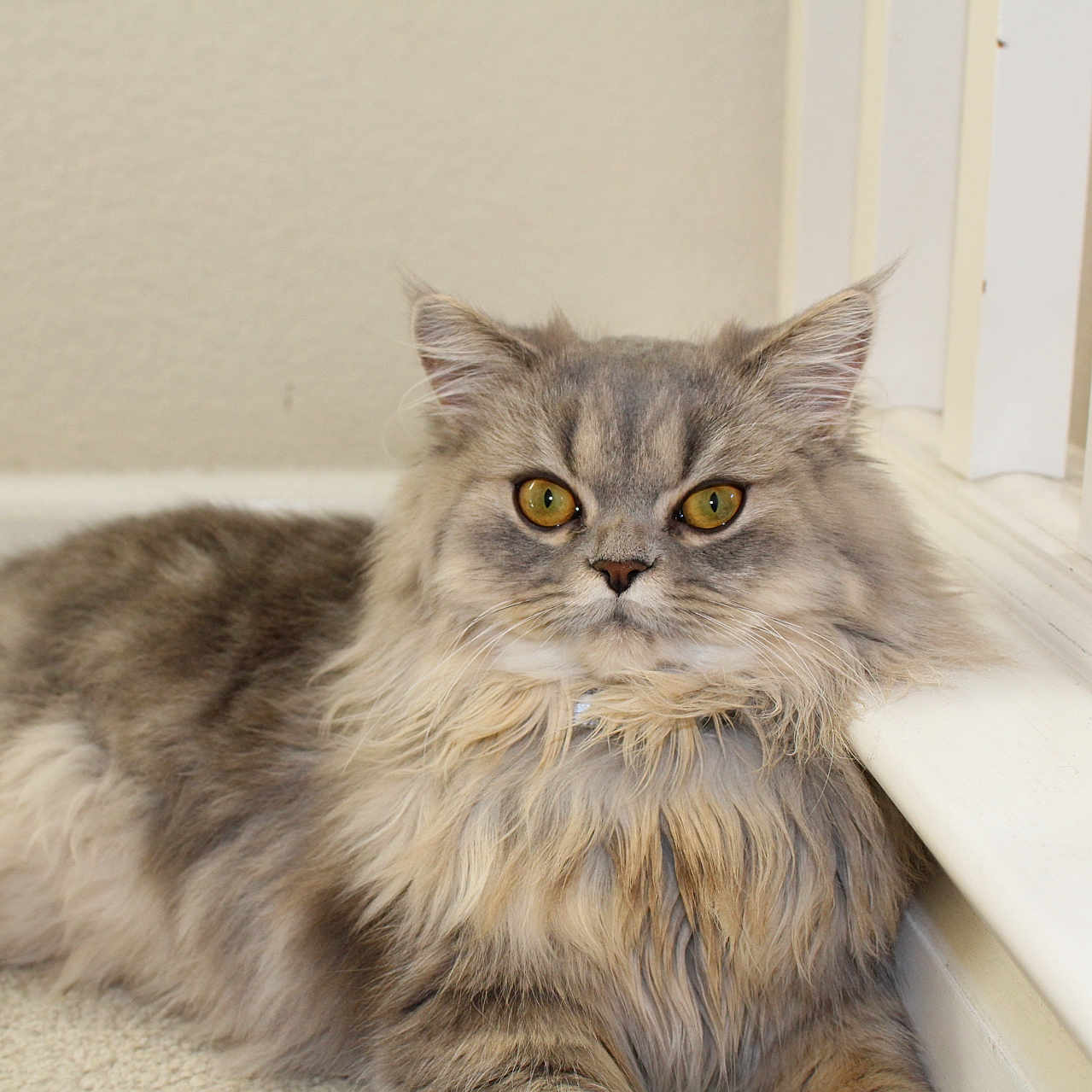 Nala