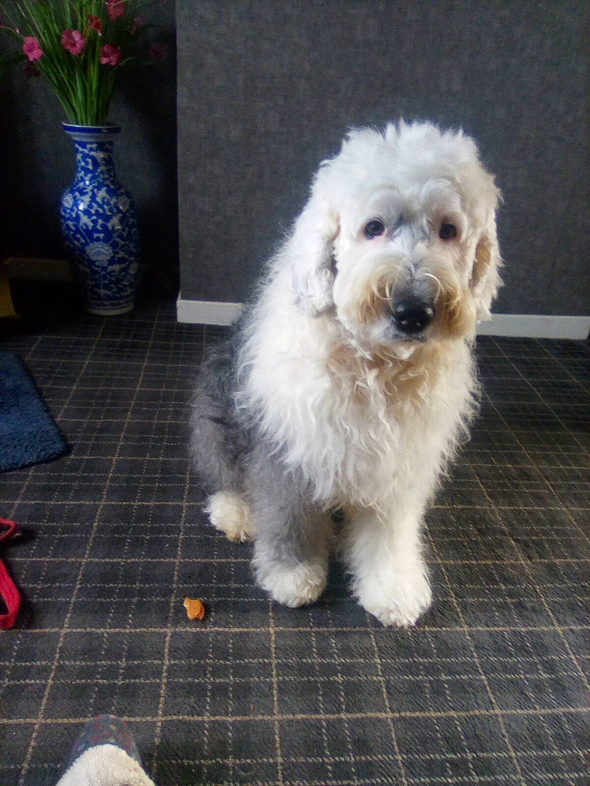 Katto joined the competition — help win amazing prizes! canidae, carnivore, companion_dog, dog, dog_breed, door, flooring, flowerpot, fur, houseplant, maltepoo, plant, poodle_crossbreed, small_terrier, snout, sporting_group, tail, terrier, toy_dog, working_animal