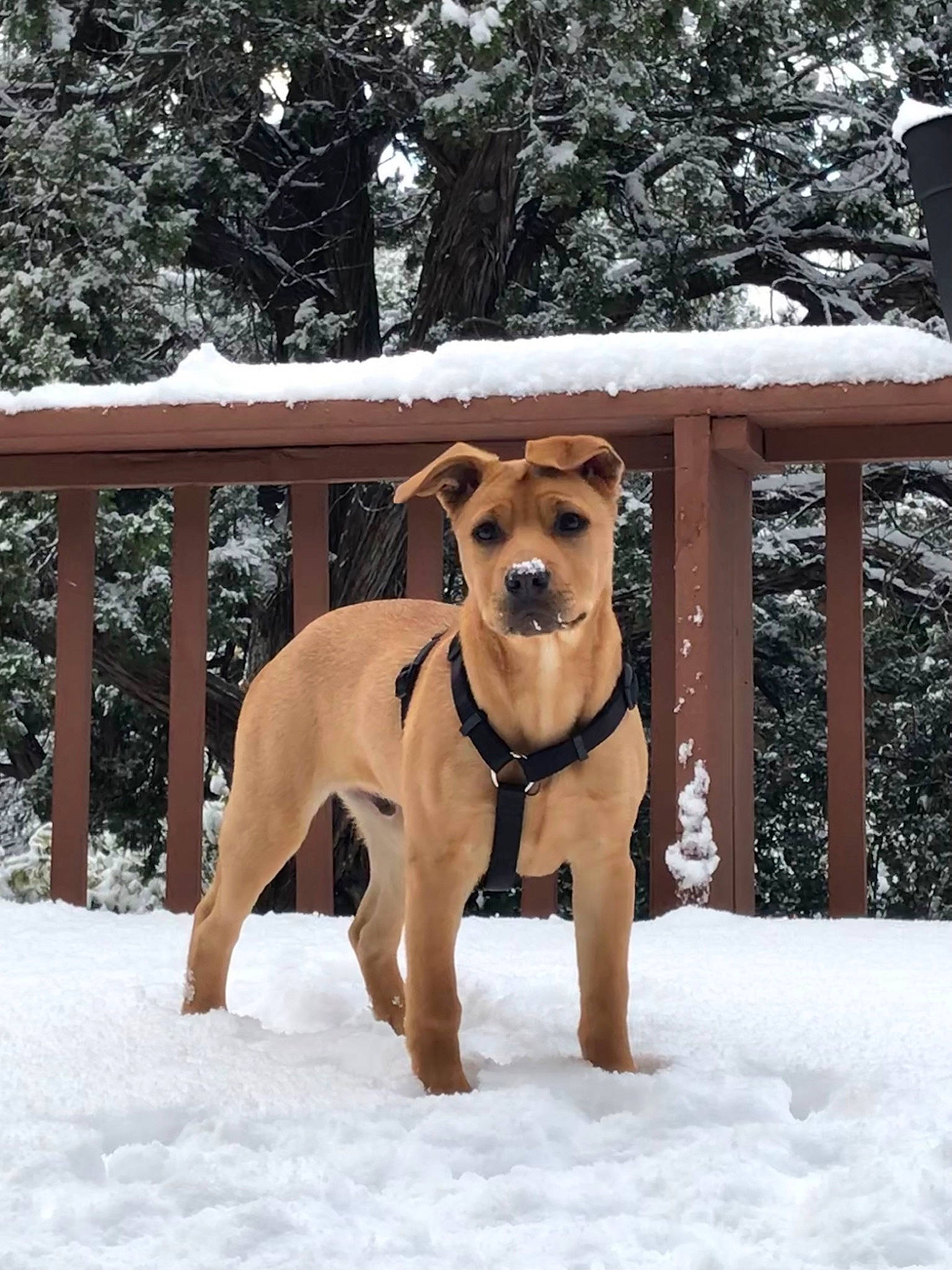 Scooby is registered to the contest to win money with this photo: carnivore, collar, companion_dog, dog, dog_breed, dog_collar, dog_supply, doghouse, fawn, fence, freezing, fur, guard_dog, pet_supply, snout, snow, tail, tree, winter, working_animal