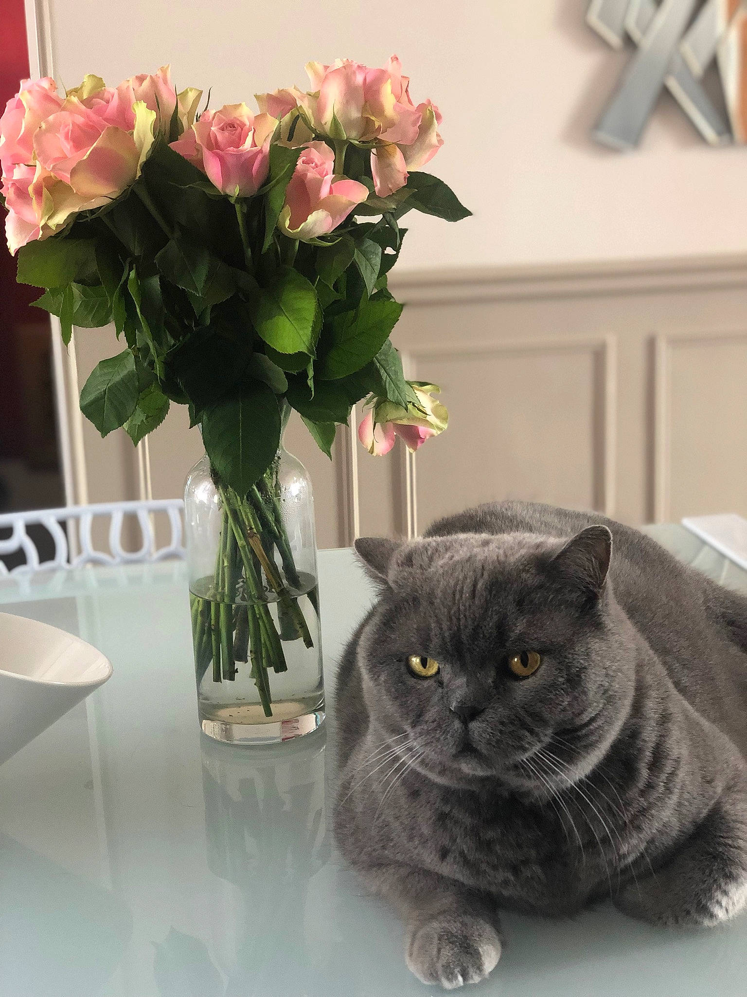 First a rejoint le concours — aidez-le/la à gagner de superbes lots ! american_shorthair, bouquet, british_shorthair, carnivore, cat, chartreux, domestic_short_haired_cat, european_shorthair, felidae, flower, flowerpot, fur, pink, plant, rose, rose_family, rose_order, small_to_medium_sized_cats, vase, whiskers