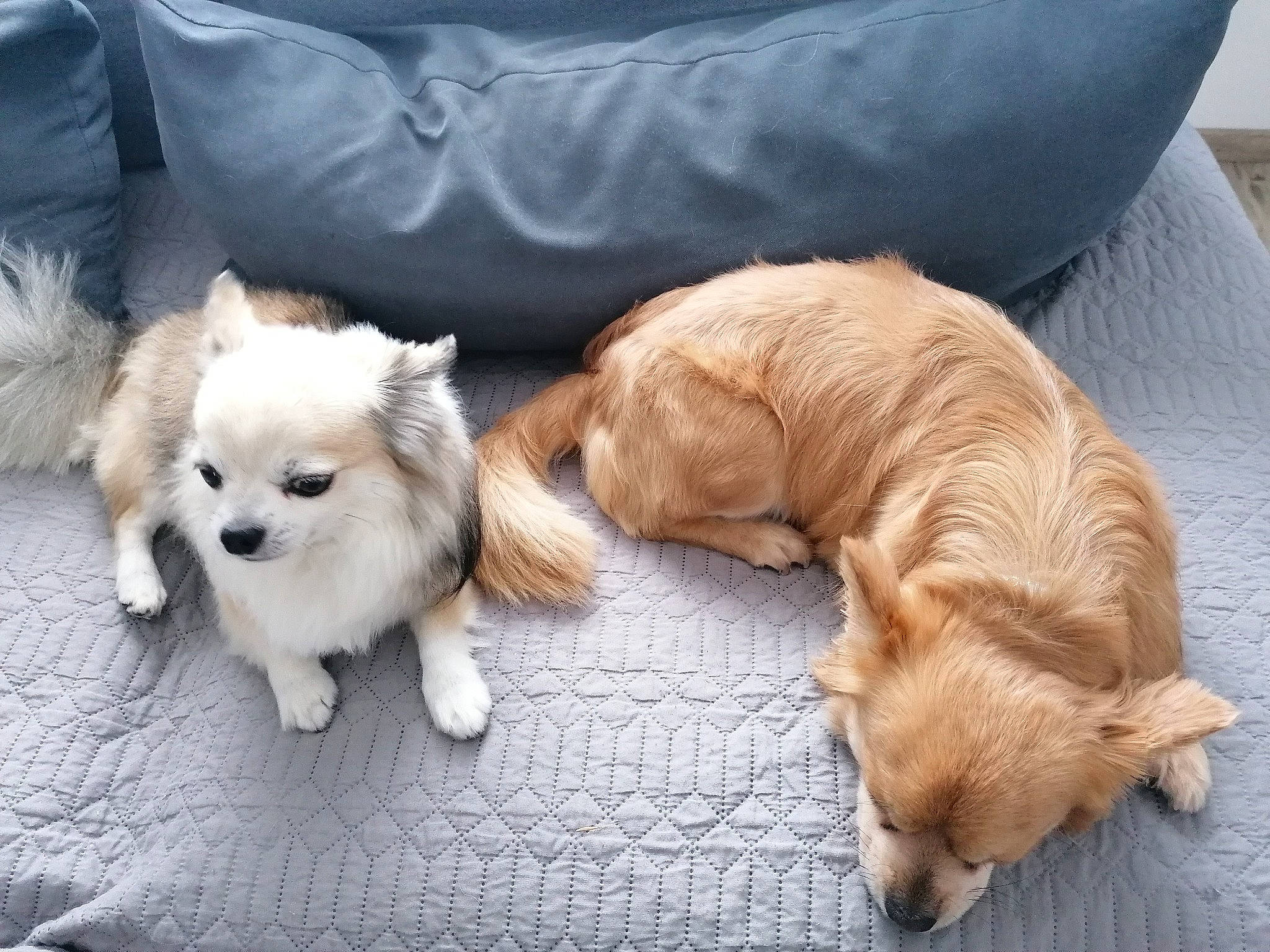 Itno participe au concours pour gagner de l'argent avec cette photo : canidae, carnivore, comfort, companion_dog, couch, dog, dog_breed, dog_supply, fawn, fur, furniture, liver, paw, snout, spitz, sporting_group, tail, toy_dog, whiskers, working_animal