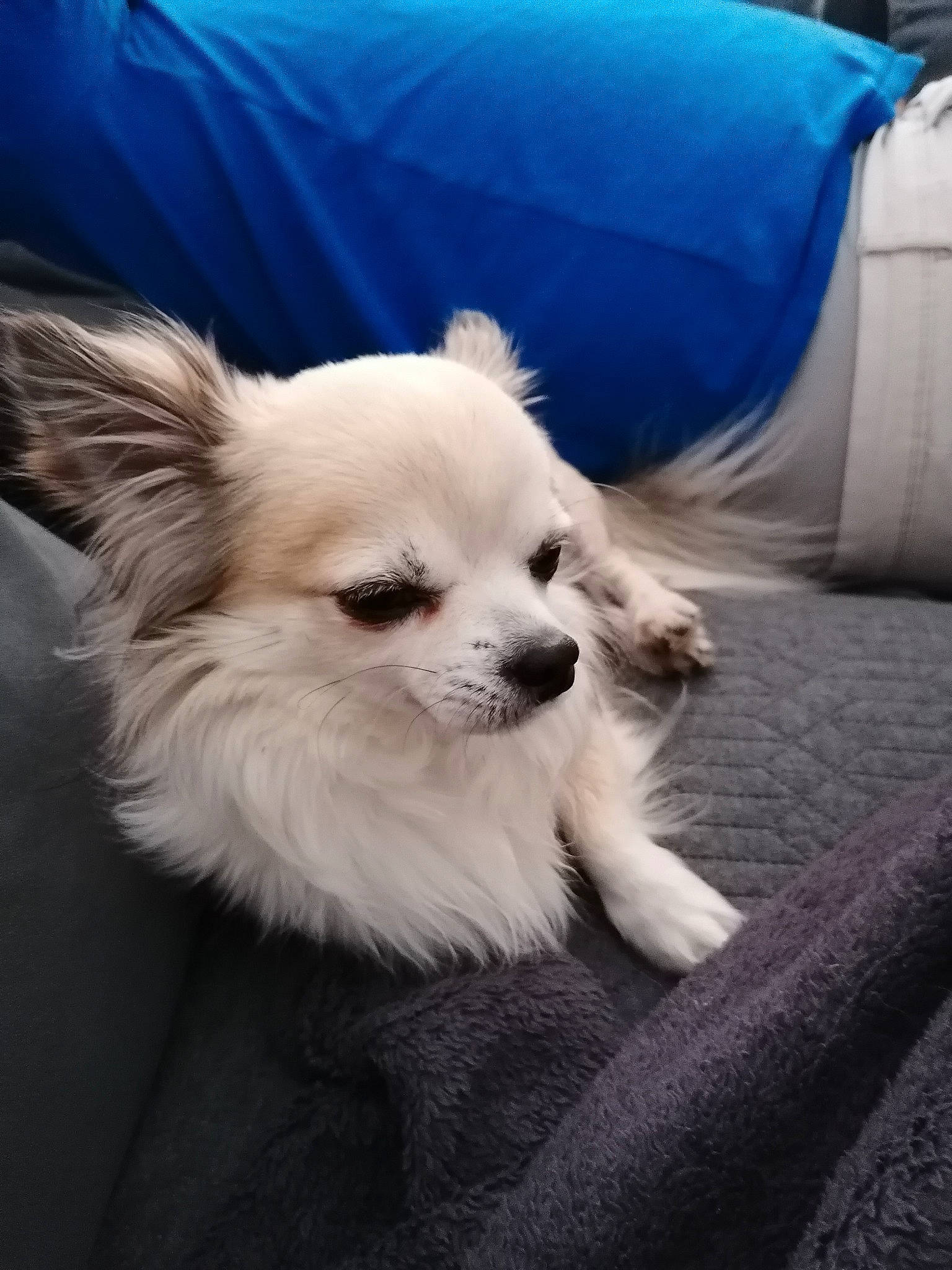 Itno participe au concours pour gagner de l'argent avec cette photo : canidae, carnivore, chihuahua, comfort, companion_dog, corgi_chihuahua, dog, dog_breed, dog_supply, eye, fawn, fur, german_spitz, head, pomeranian, snout, sporting_group, toy_dog, whiskers, working_animal