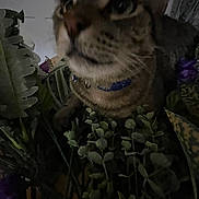 Greyson is registered to the contest to win money with this photo: cat, feline, collar, plants, foliage, greenery, pet, animal, close_up, indoor, curious, face, whiskers, blurred, dim_light, nature, domestic_cat, mammal, portrait, closeup