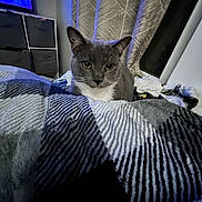 Hector Gustav is registered to the contest to win money with this photo: cat, gray_cat, white_fur, bed, blanket, striped_pattern, curtains, indoor, furniture, storage_unit, cozy, pet, animal, looking, curious, soft_light, home, resting, domestic, room