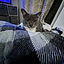 cat, gray_cat, white_fur, bed, blanket, striped_pattern, curtains, indoor, furniture, storage_unit, cozy, pet, animal, looking, curious, soft_light, home, resting, domestic, room