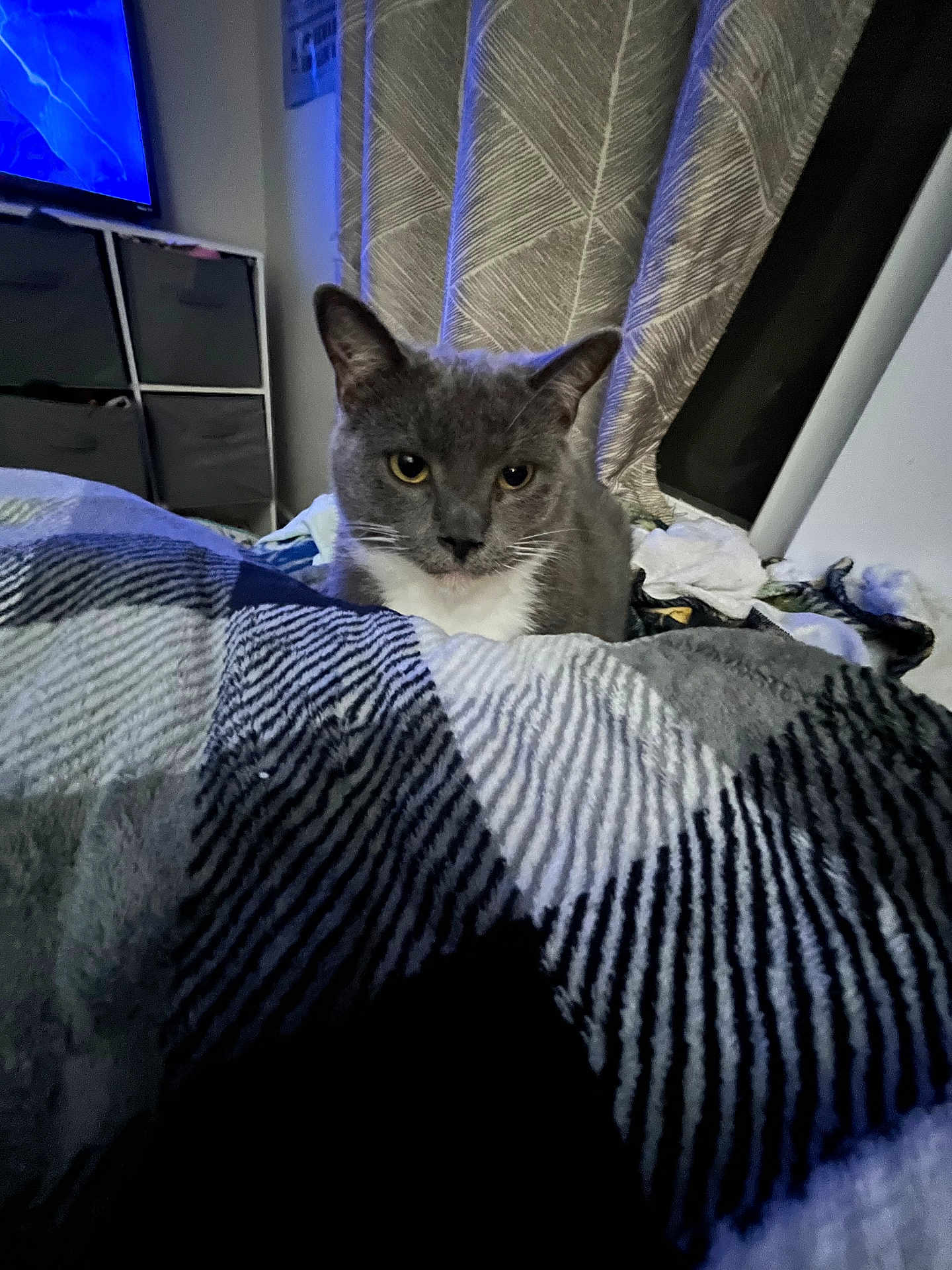 Hector Gustav is registered to the contest to win money with this photo: cat, gray_cat, white_fur, bed, blanket, striped_pattern, curtains, indoor, furniture, storage_unit, cozy, pet, animal, looking, curious, soft_light, home, resting, domestic, room